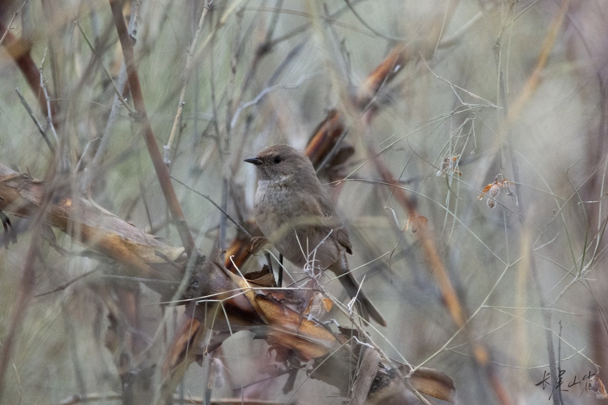シロハライワヒバリ - ML647672420
