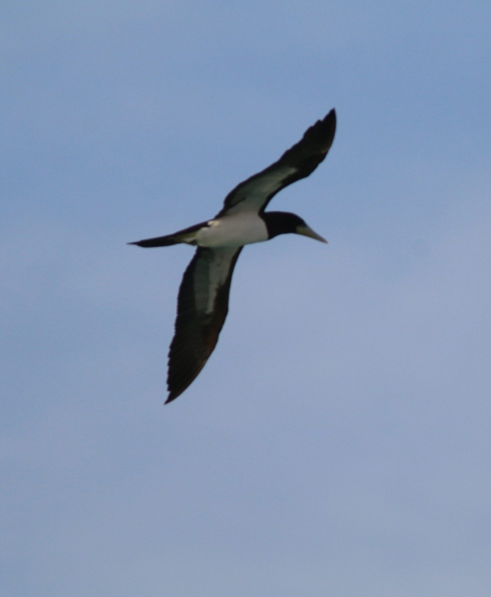 カツオドリ - ML647672422