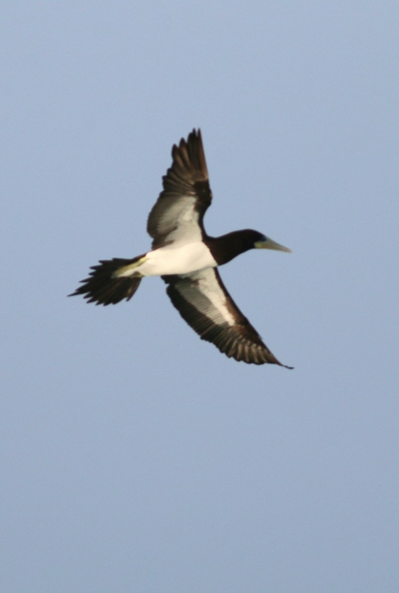 カツオドリ - ML647672423