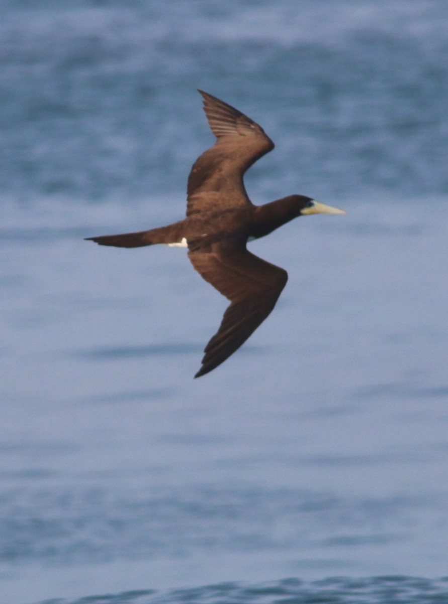 カツオドリ - ML647672424