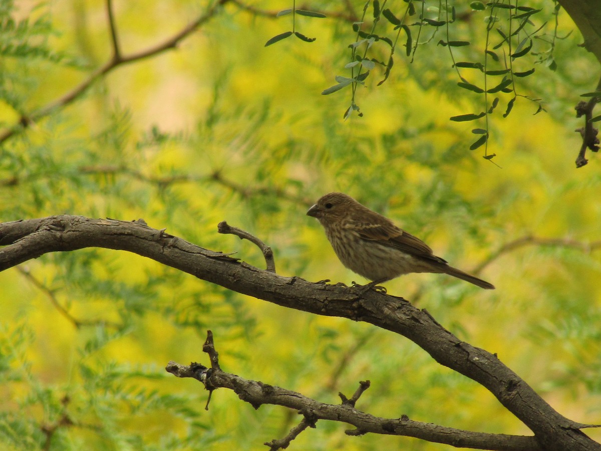 メキシコマシコ - ML647672425