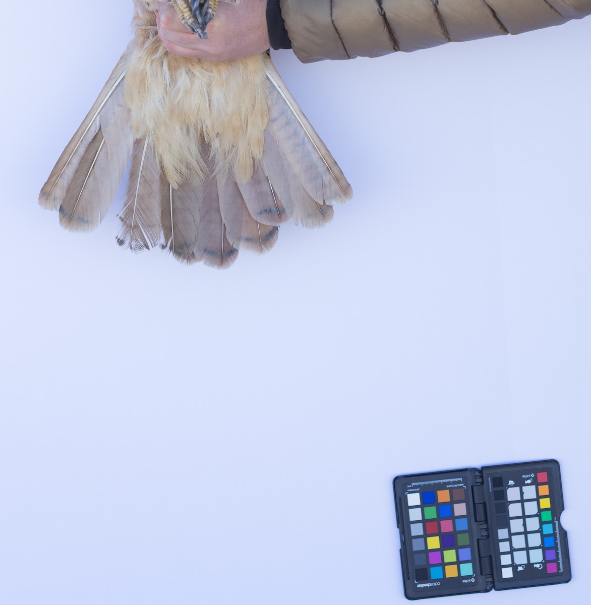 Red-tailed Hawk - ML647672427