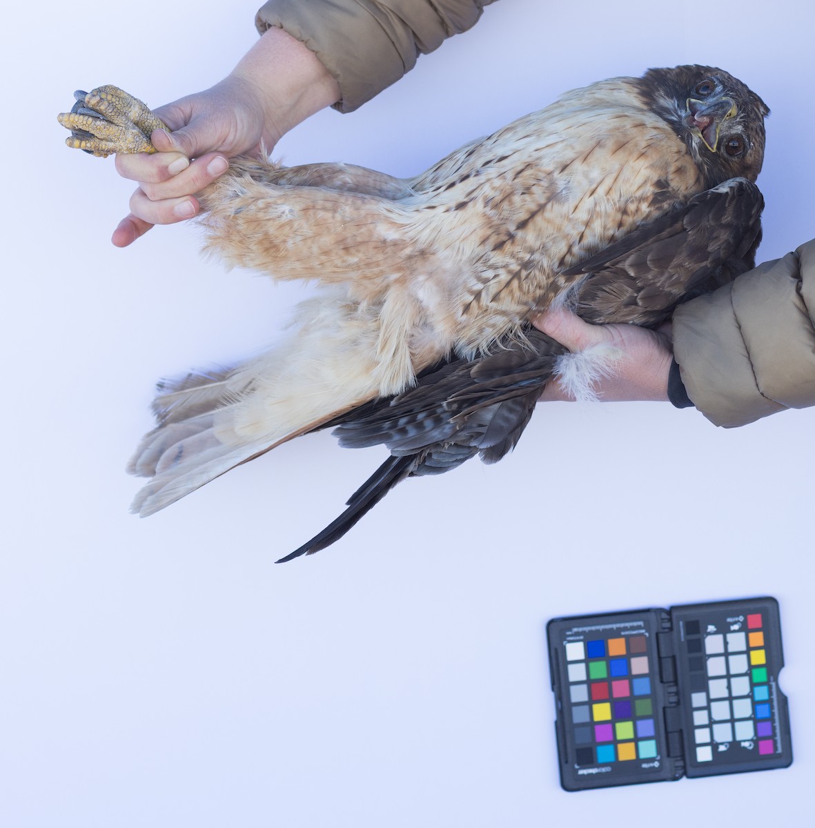 アカオノスリ - ML647672428