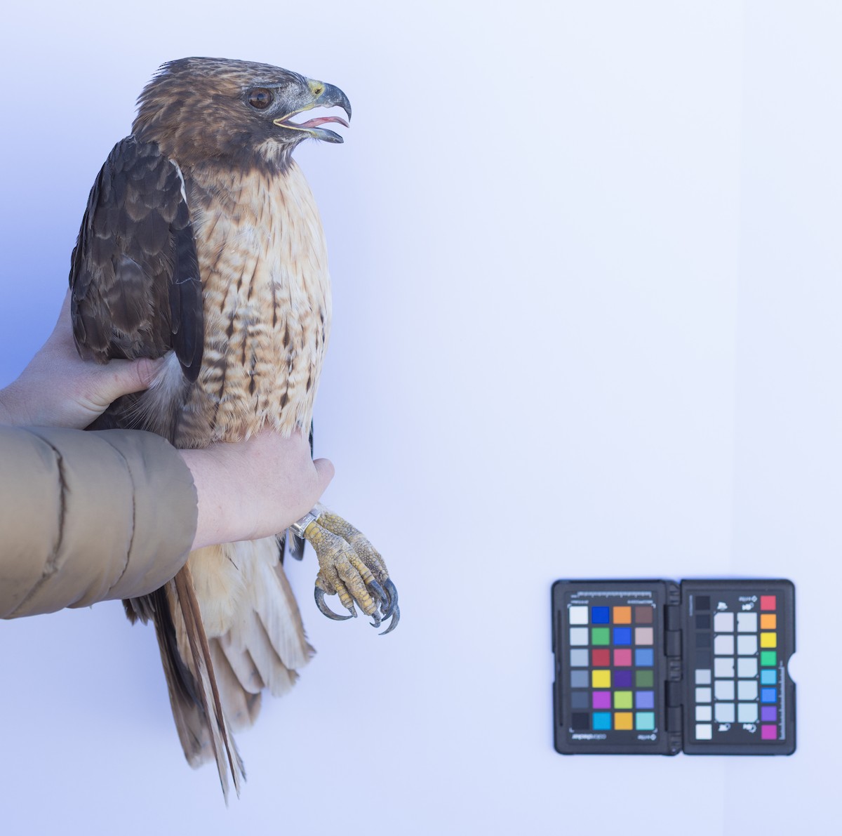 Red-tailed Hawk - ML647672429