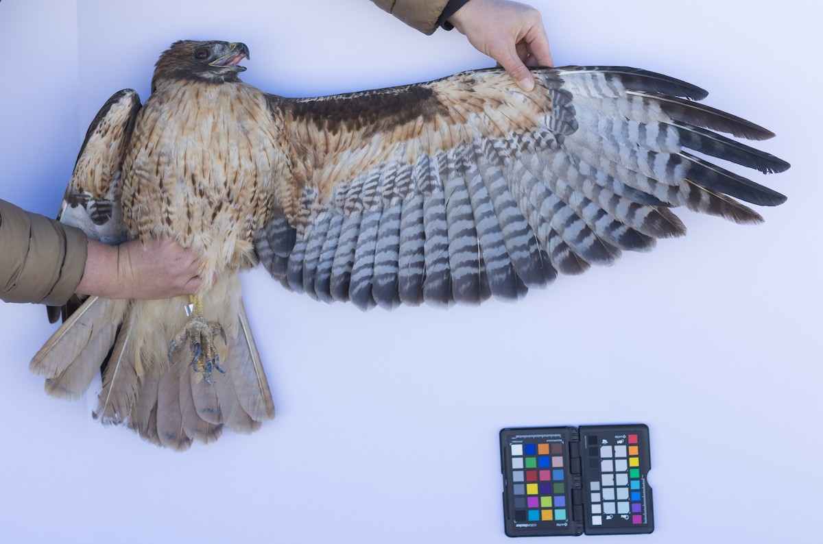 Red-tailed Hawk - ML647672430