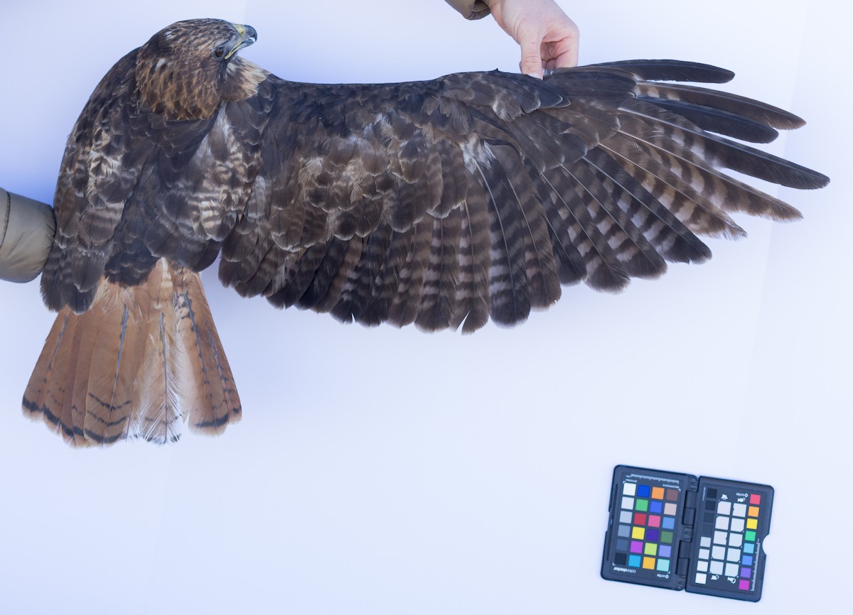 Red-tailed Hawk - ML647672431