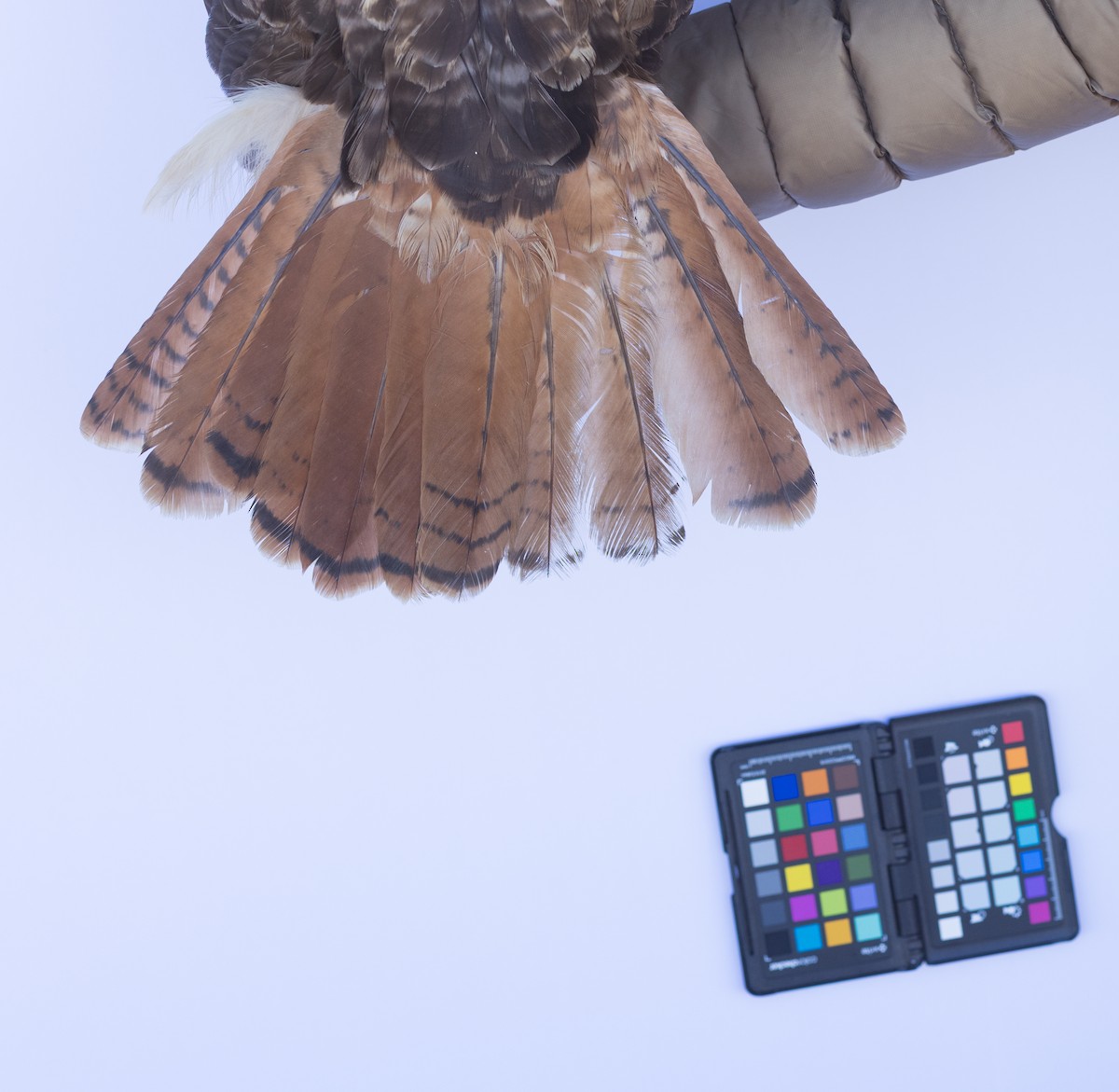 Red-tailed Hawk - ML647672432