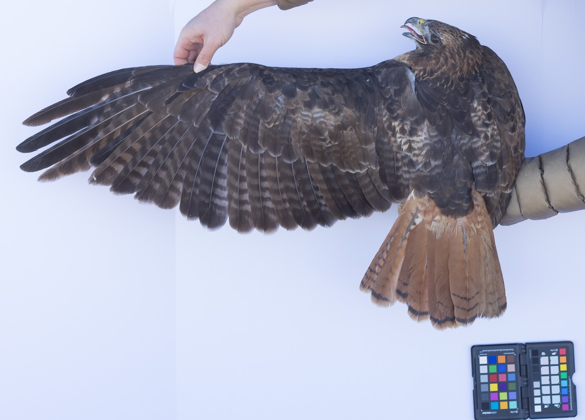 Red-tailed Hawk - ML647672433