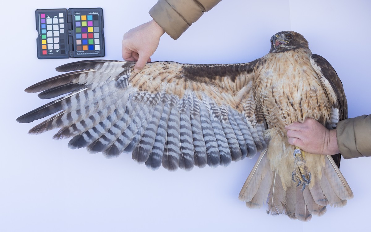 Red-tailed Hawk - ML647672434