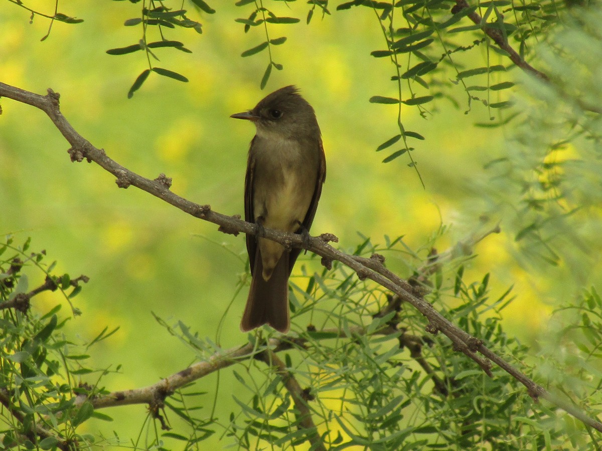 ニシモリタイランチョウ - ML647672435