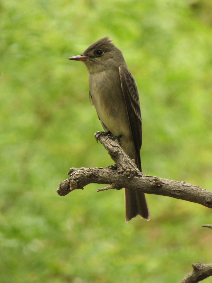 ニシモリタイランチョウ - ML647672436