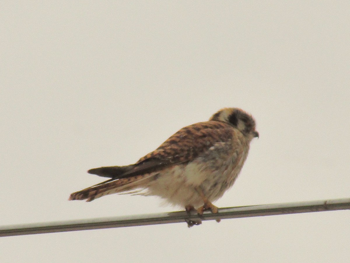 アメリカチョウゲンボウ - ML647672437