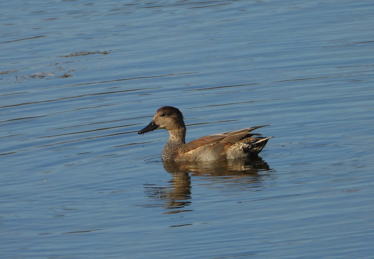 オカヨシガモ - ML647672440