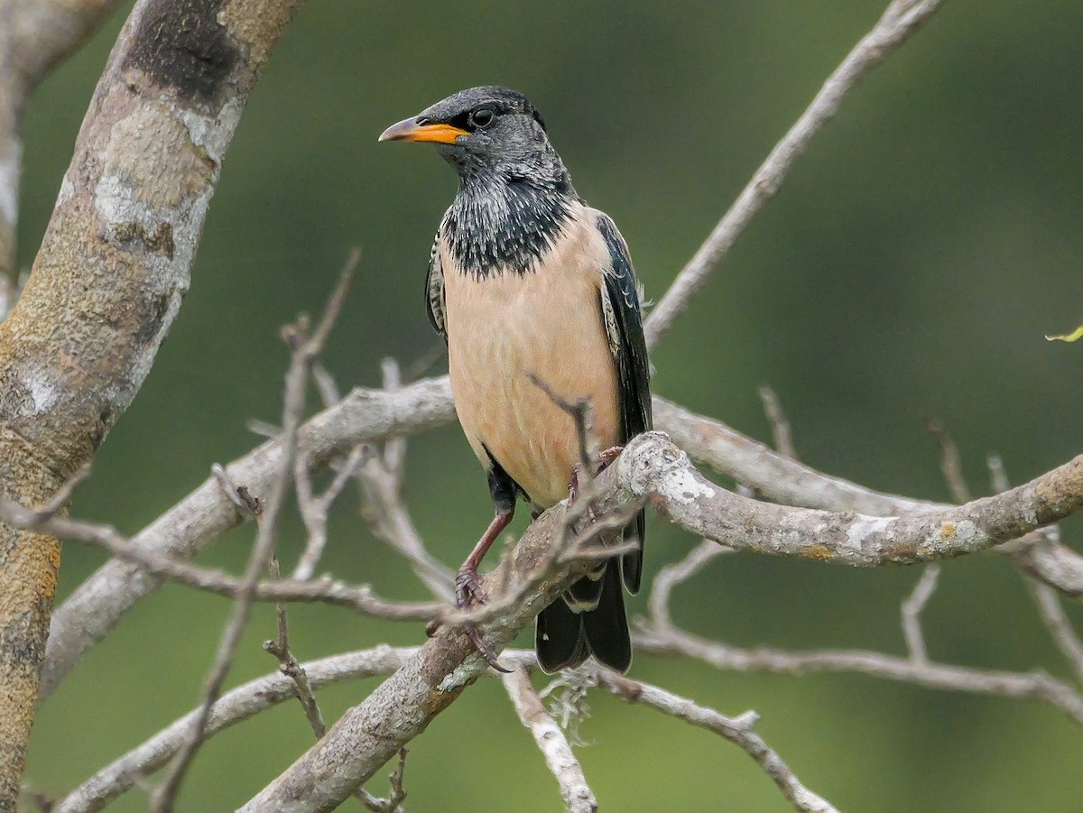 Rosy Starling - ML647672441