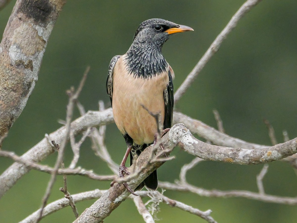 Rosy Starling - ML647672442