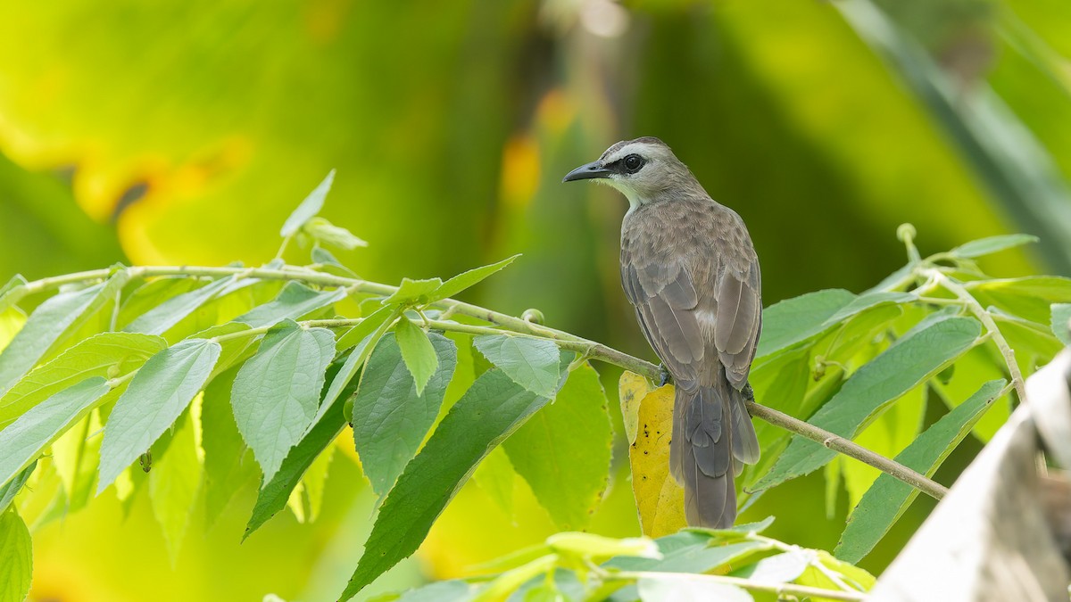 Yellow-vented Bulbul - ML647672449