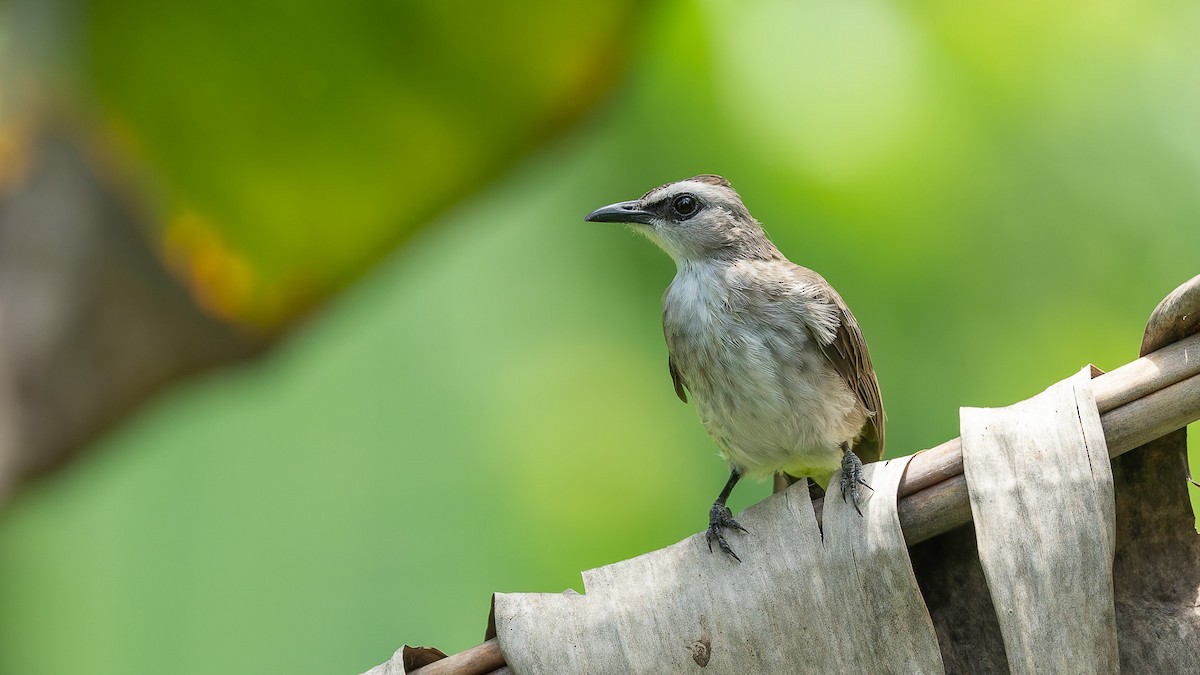 Yellow-vented Bulbul - ML647672450