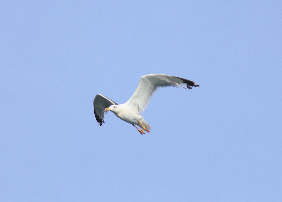 Kaio iluna (barabensis) - ML647672465