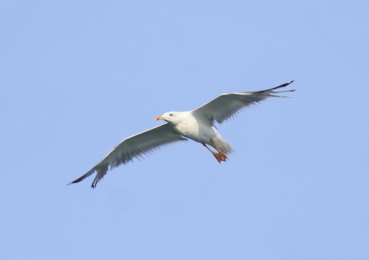 Kaio iluna (barabensis) - ML647672470