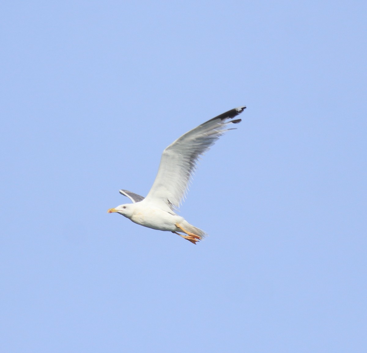 Kaio iluna (barabensis) - ML647672471