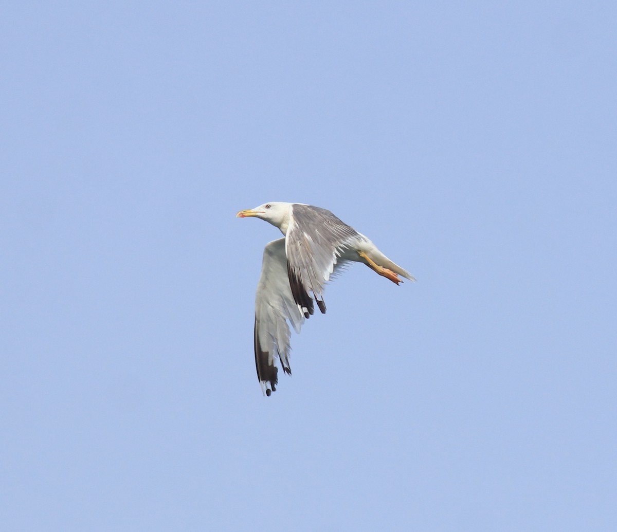 Kaio iluna (barabensis) - ML647672473