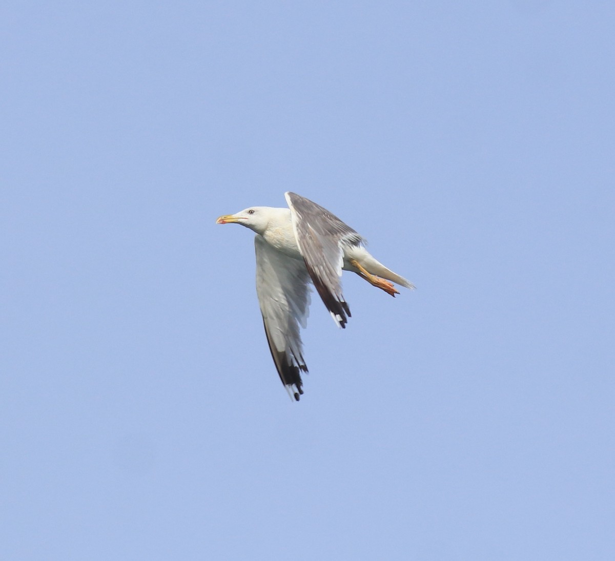 Kaio iluna (barabensis) - ML647672475