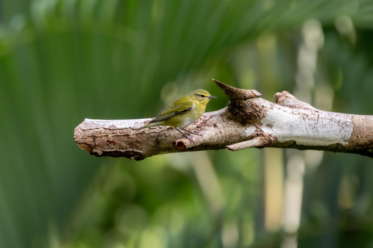 Tennessee Warbler - ML647672477