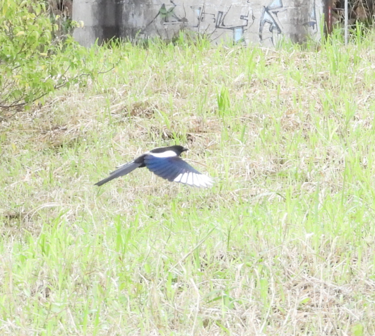Oriental Magpie - ML647672511