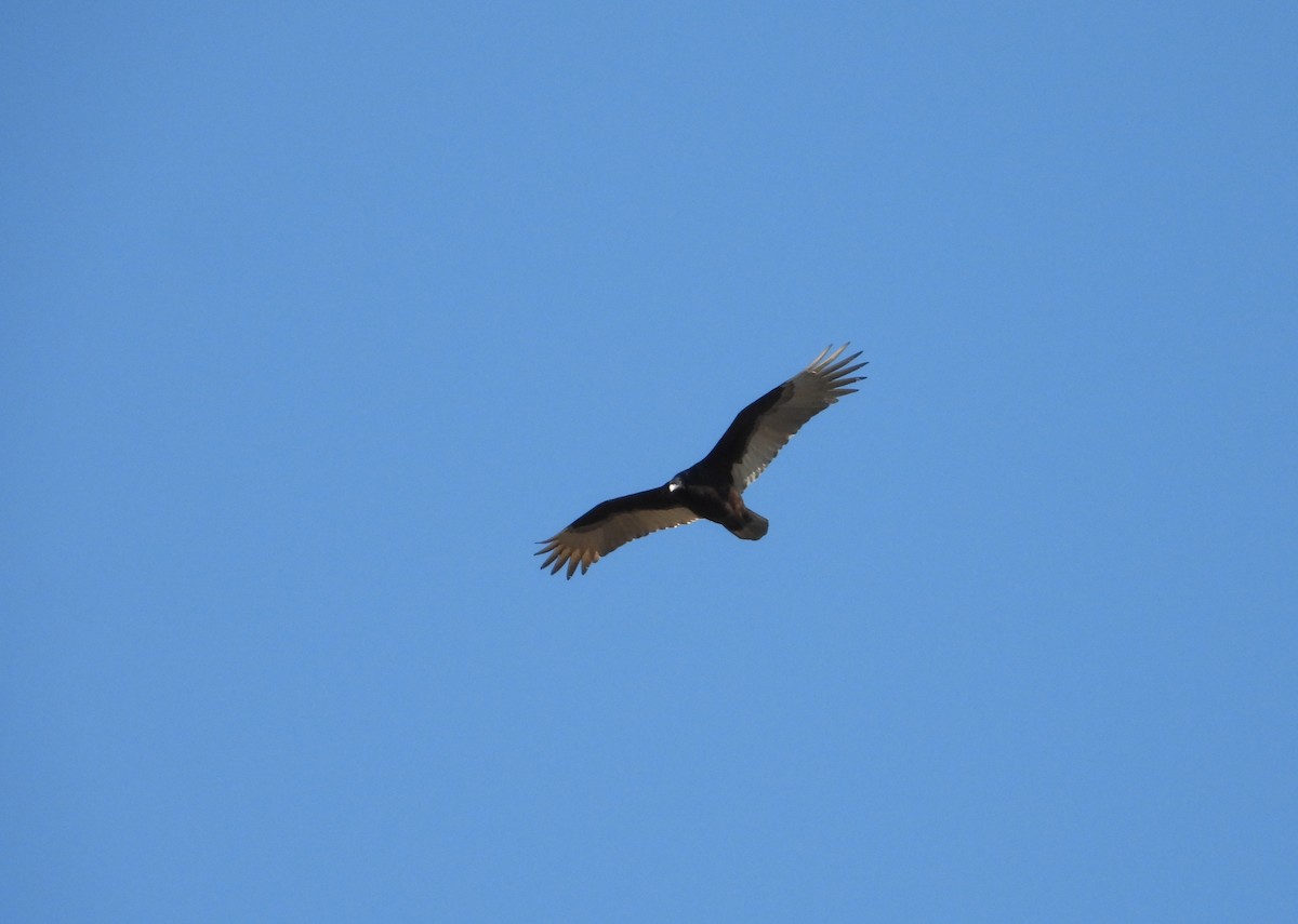 Turkey Vulture - ML647672512