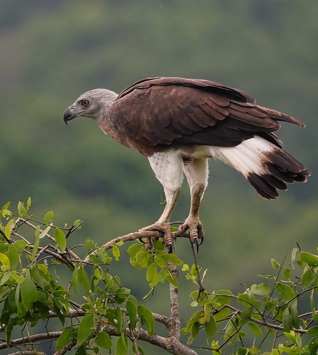 Gray-headed Fish-Eagle - ML647672521