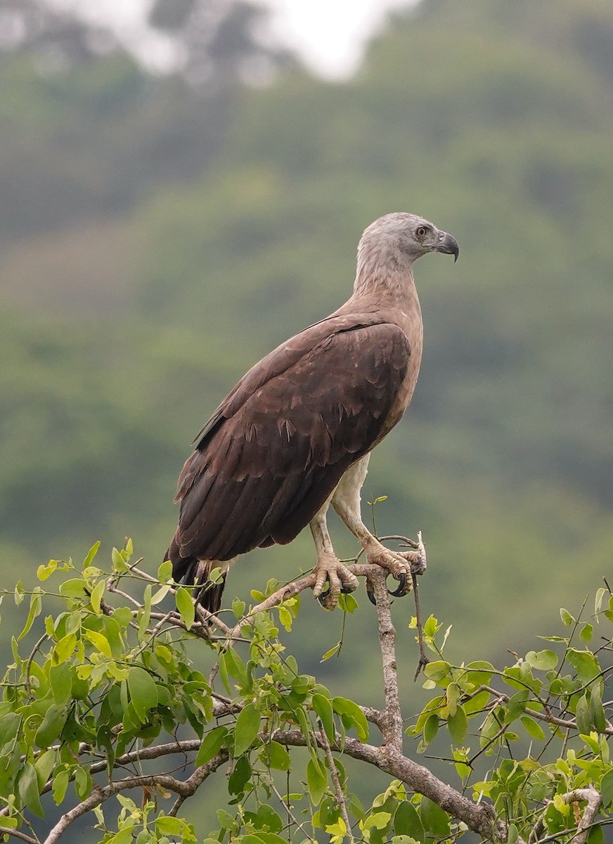 Gray-headed Fish-Eagle - ML647672522