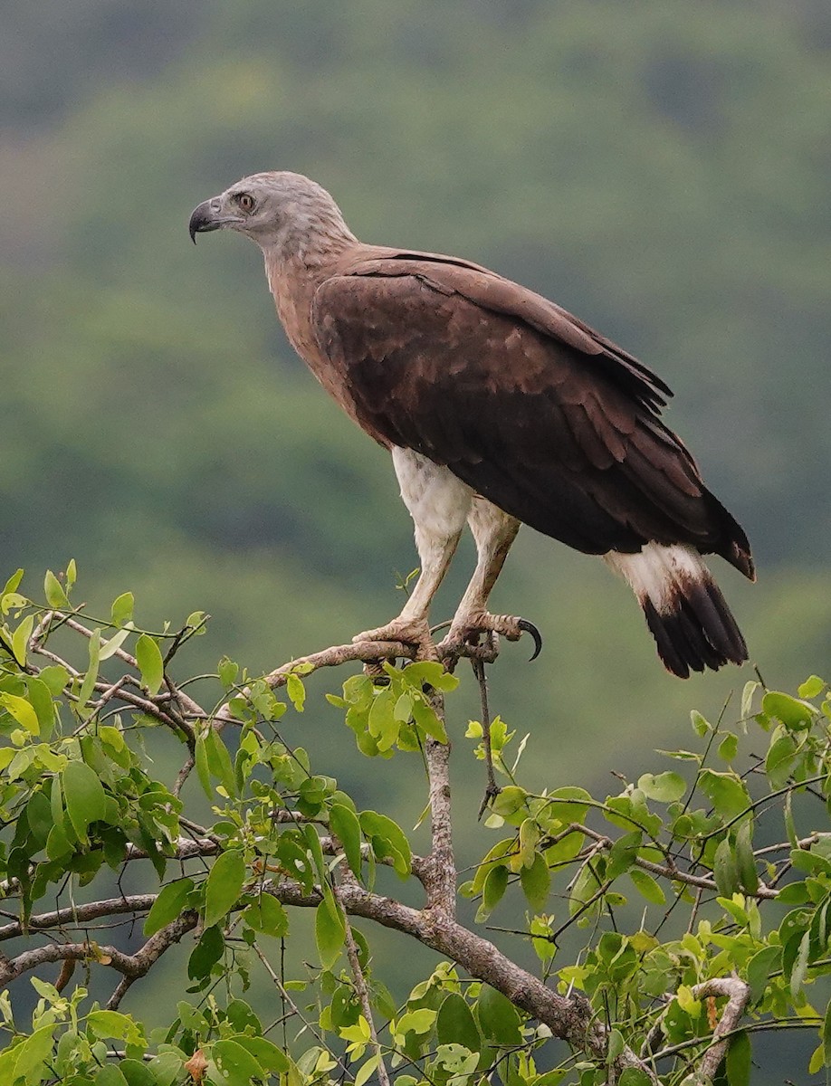 Gray-headed Fish-Eagle - ML647672523