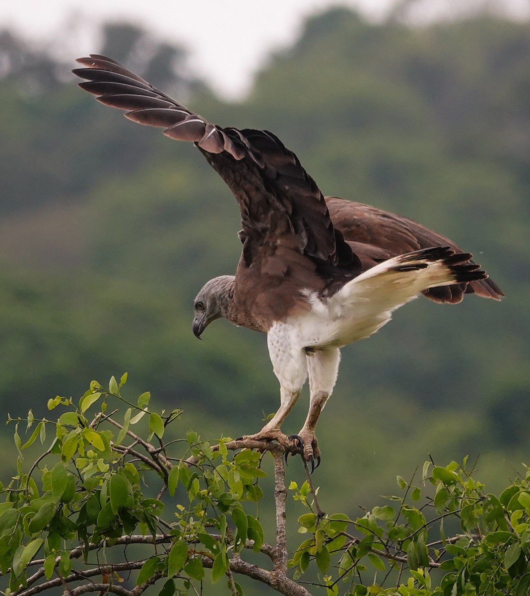 Gray-headed Fish-Eagle - ML647672524