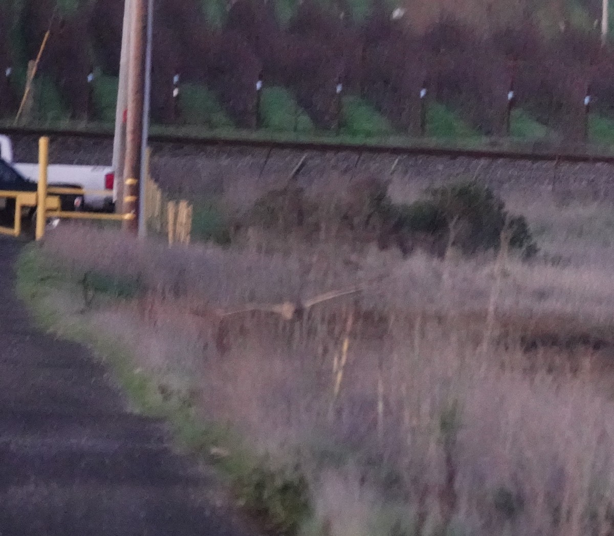 Short-eared Owl - ML647672528