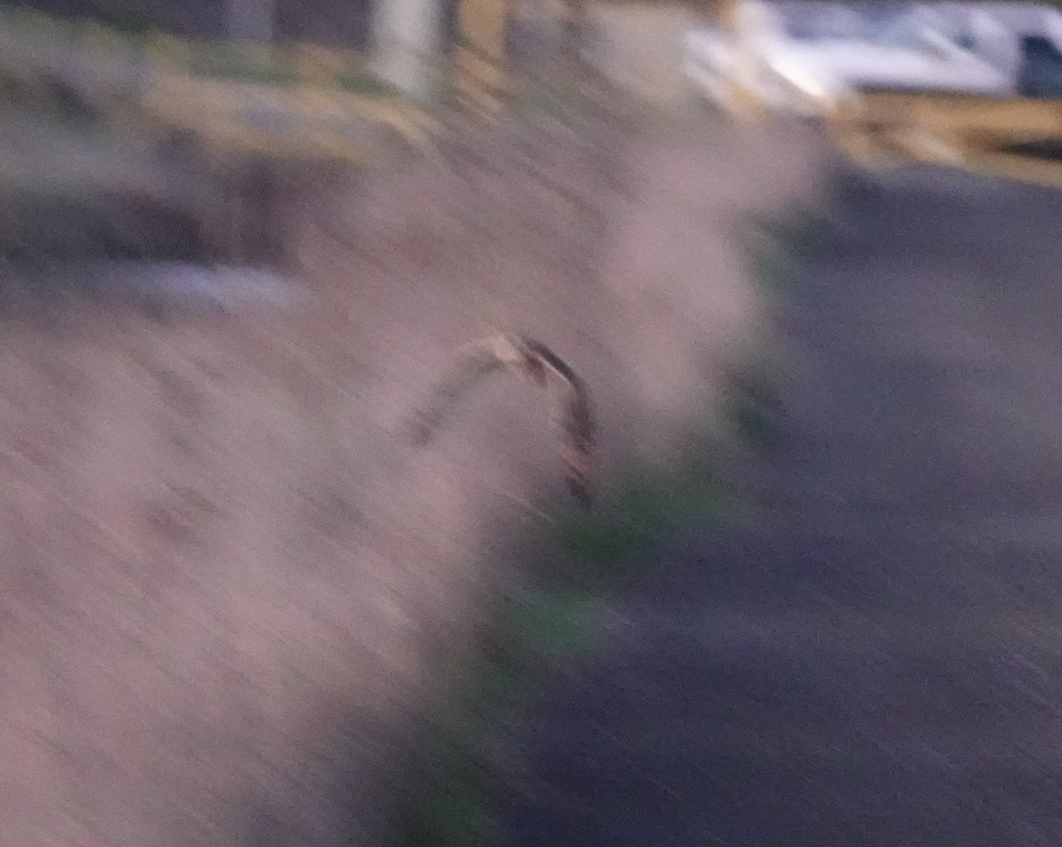 Short-eared Owl - ML647672532