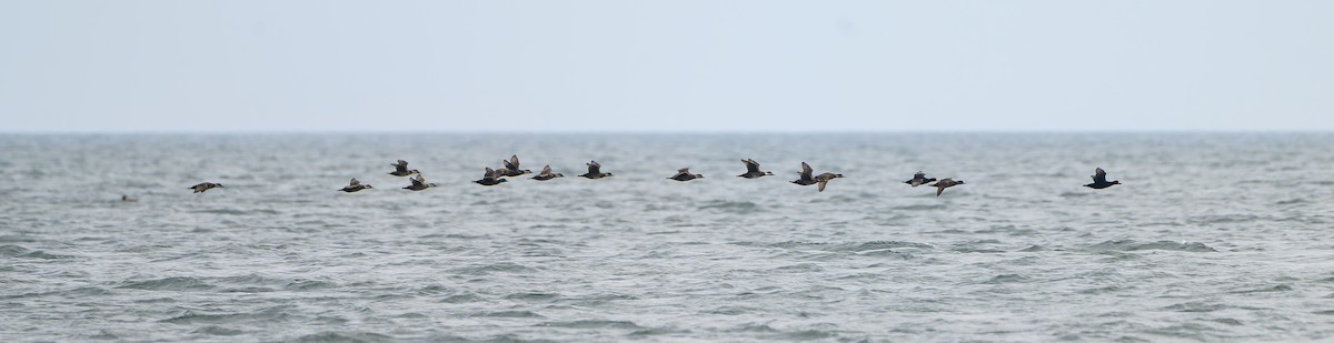 Black Scoter - ML647672562