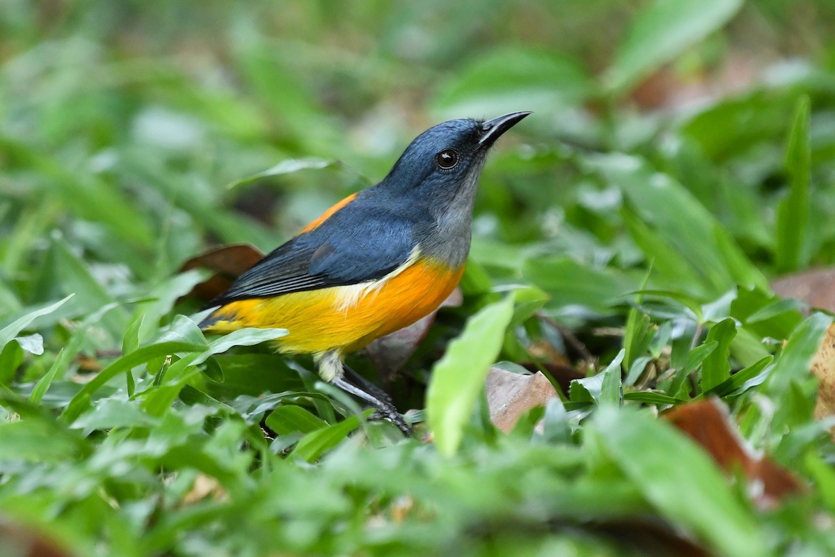 Orange-bellied Flowerpecker - ML647672567