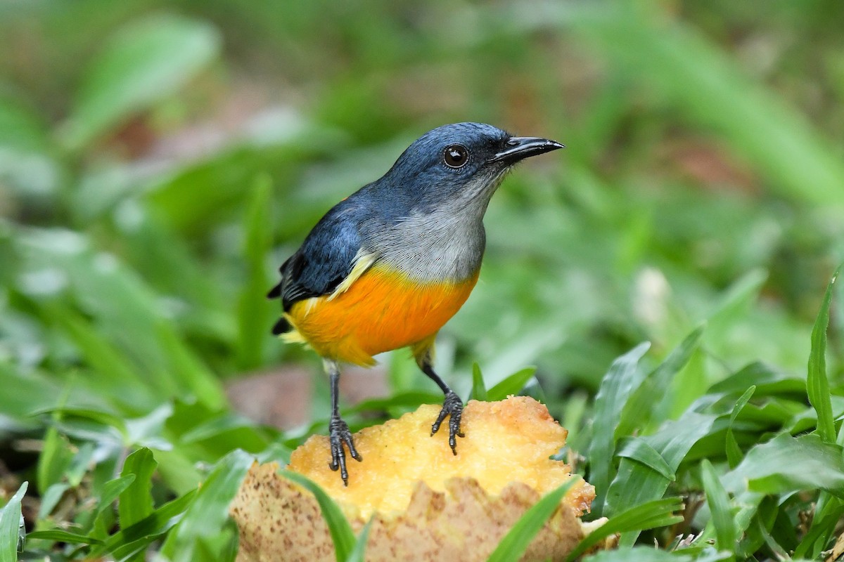 Orange-bellied Flowerpecker - ML647672571