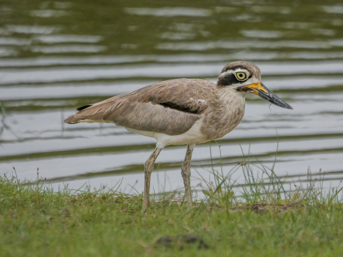 Great Thick-knee - ML647672572