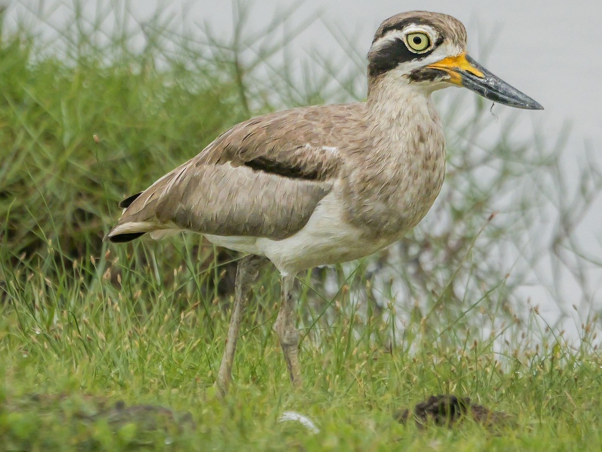 Great Thick-knee - ML647672573