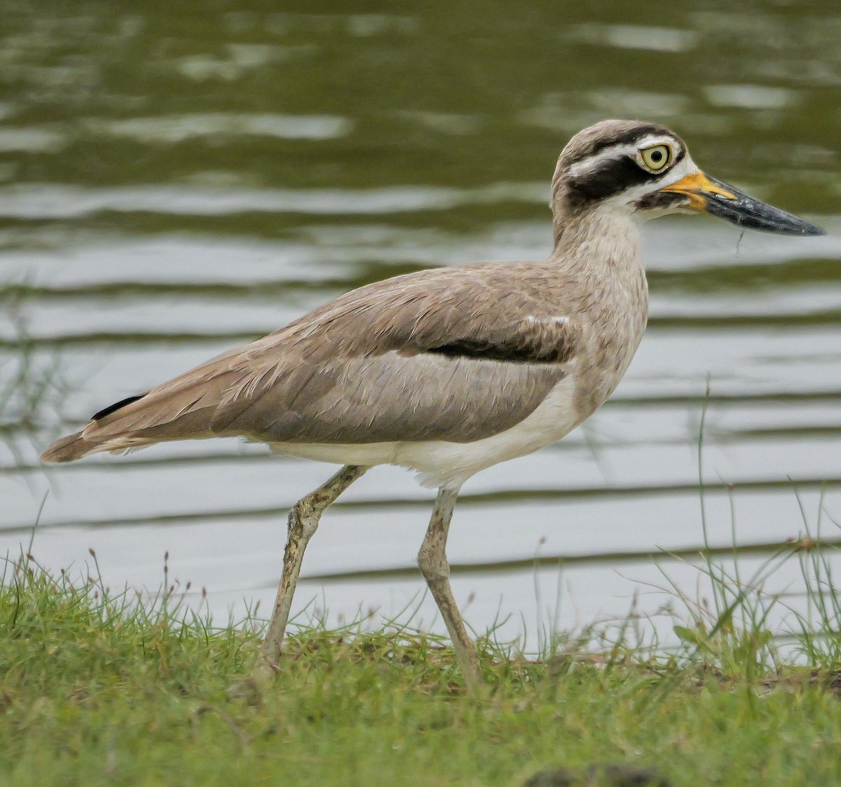 Great Thick-knee - ML647672574