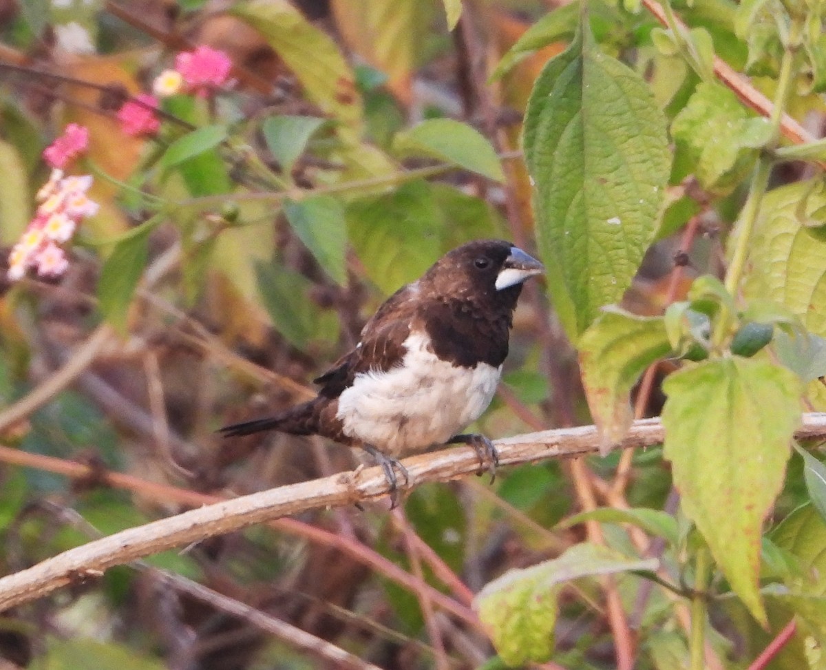 Beyaz Belli Munya - ML647672584