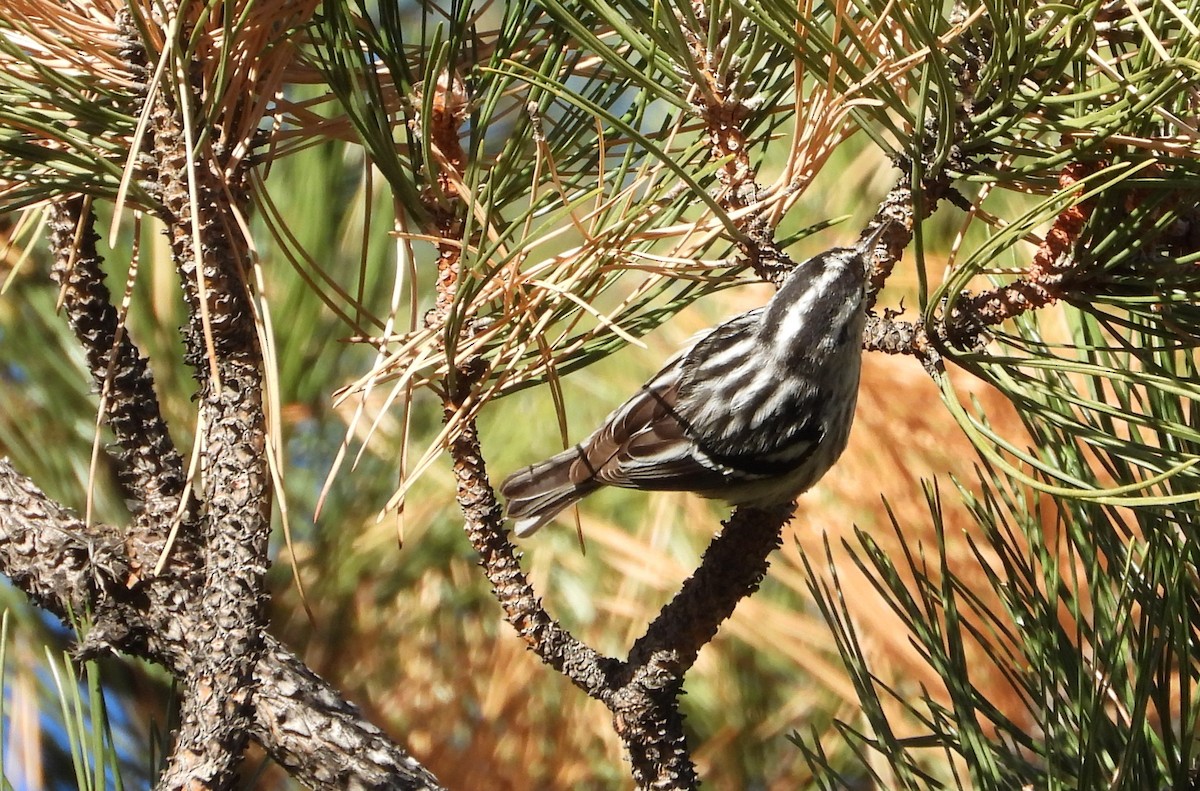 Black-and-white Warbler - ML647672668