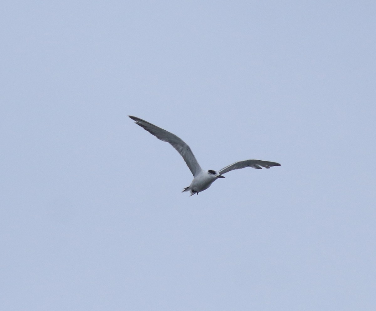 Common Tern - ML647672684