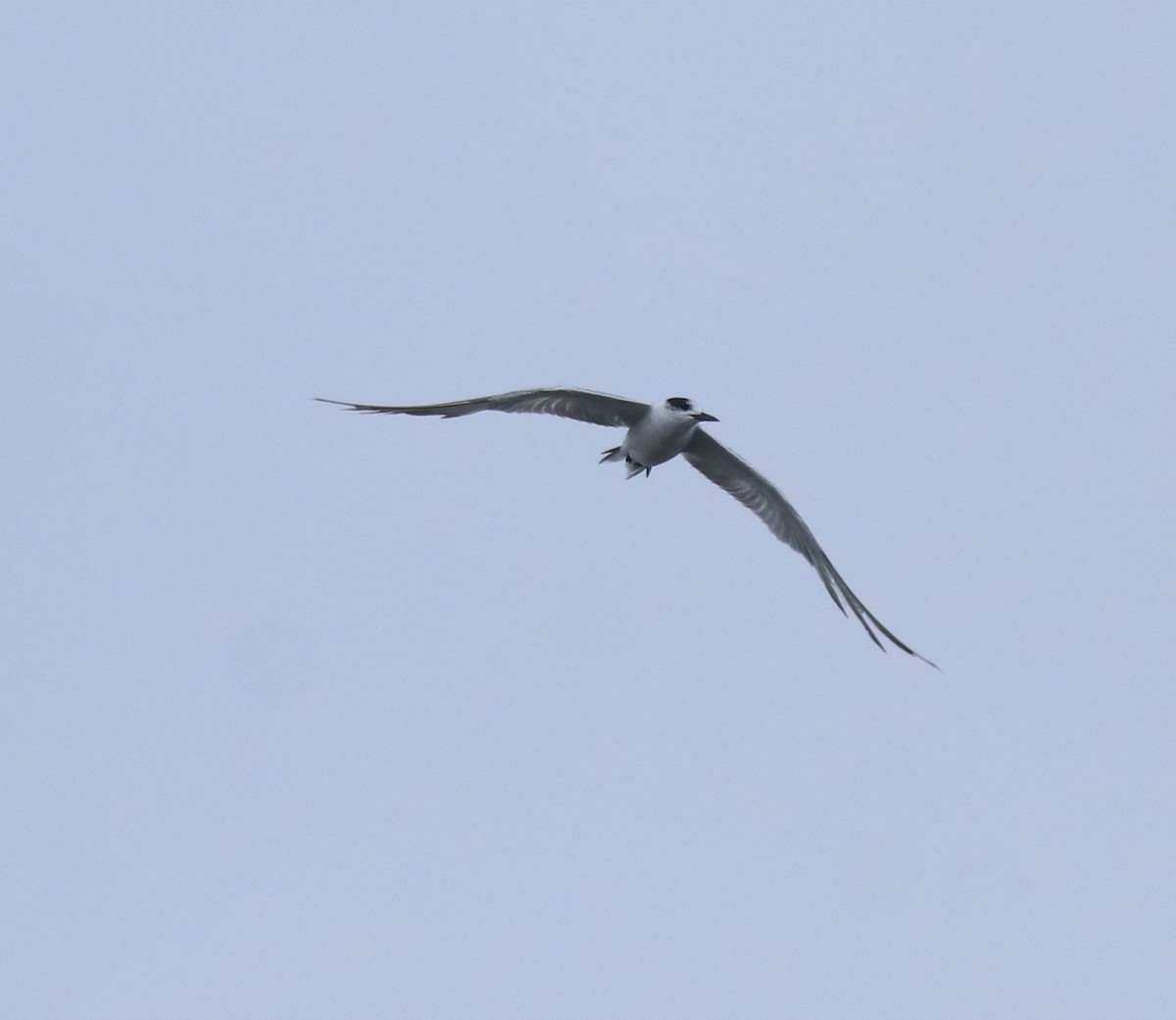 Common Tern - ML647672685