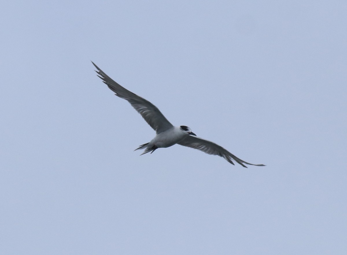 Common Tern - ML647672687