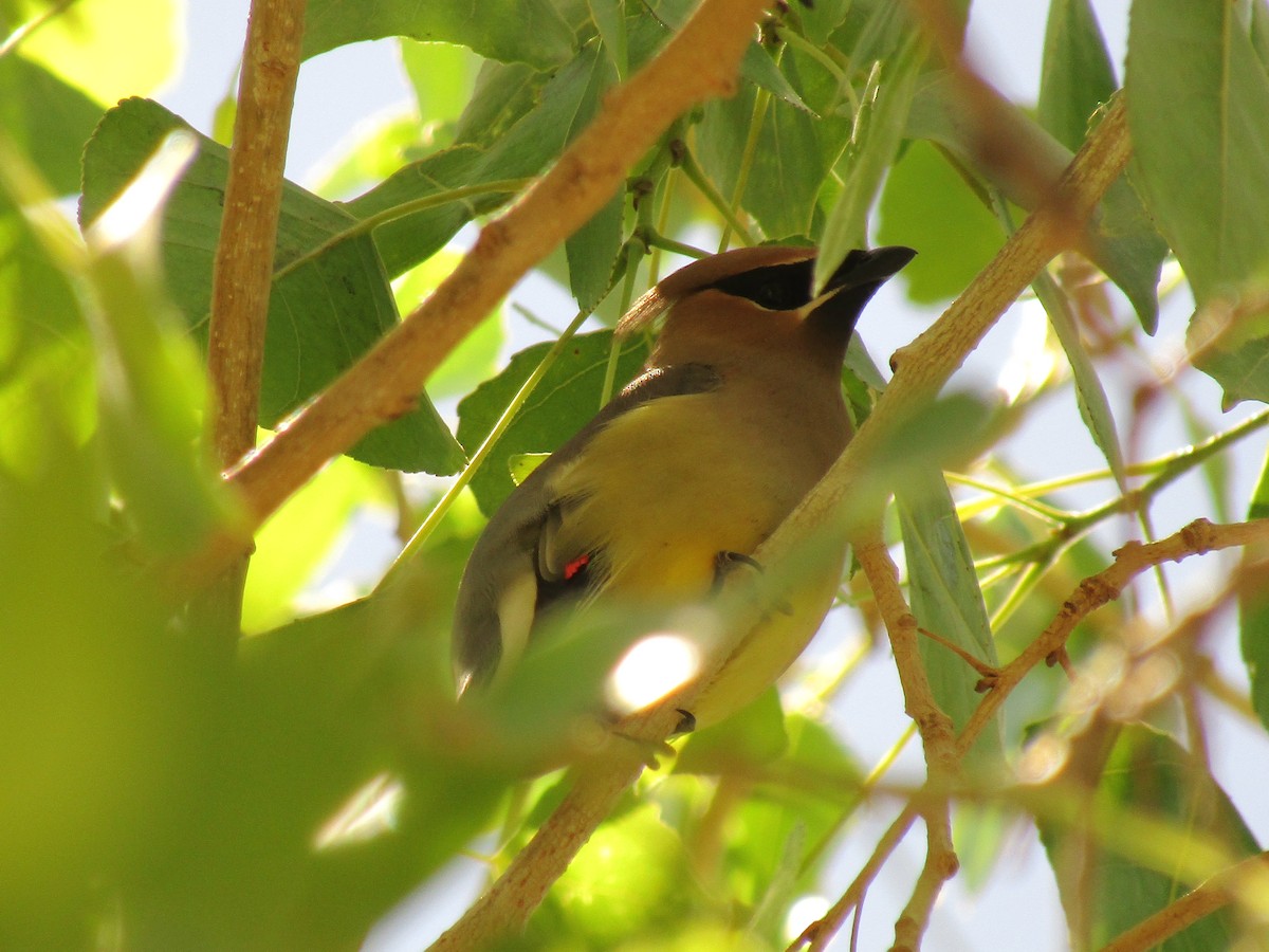 Cedar Waxwing - ML647672695