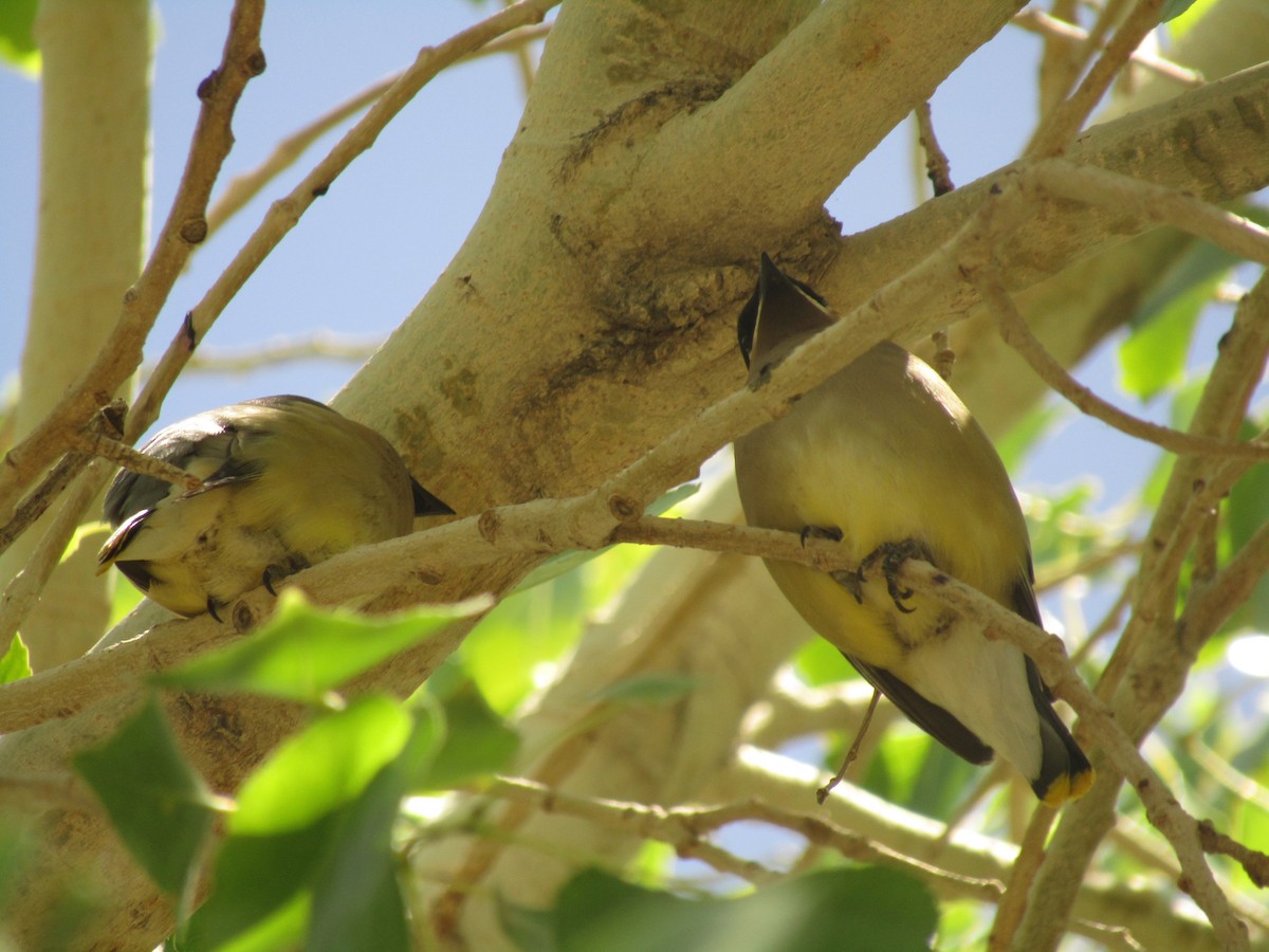 Cedar Waxwing - ML647672696