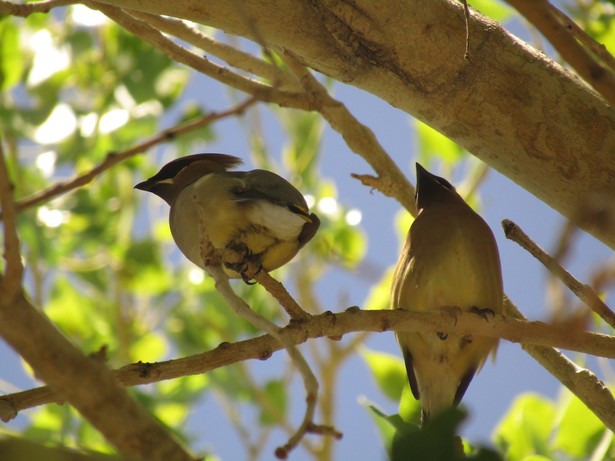 Cedar Waxwing - ML647672698