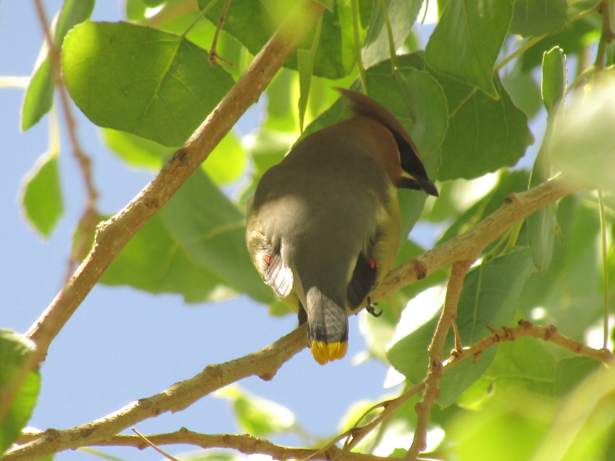 Cedar Waxwing - ML647672700